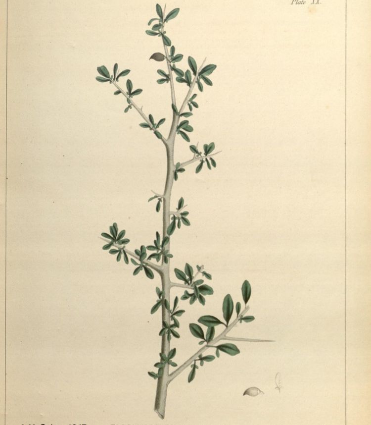 Mirra