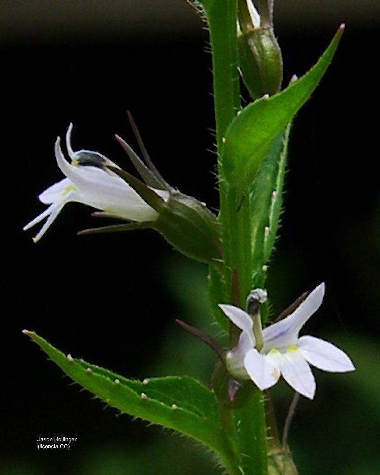 Lobelia