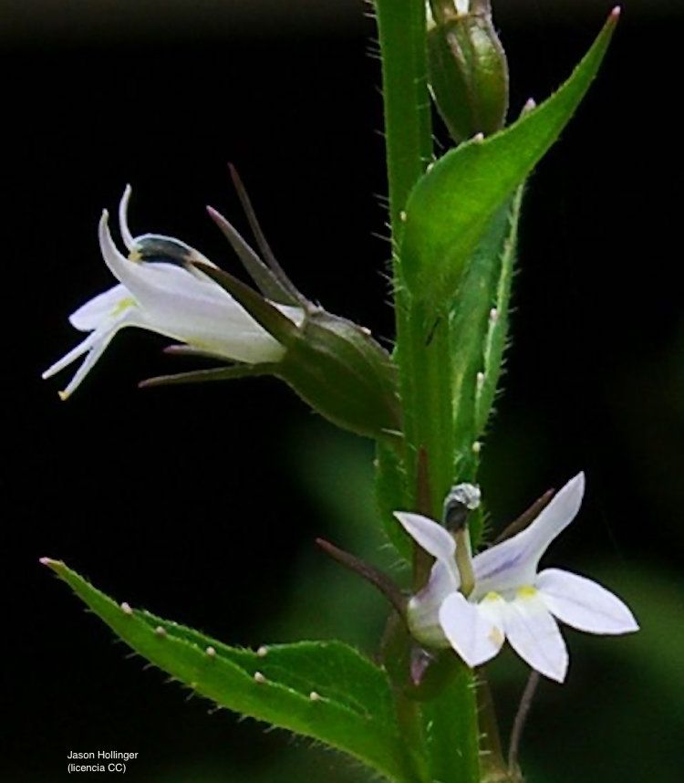 Lobelia