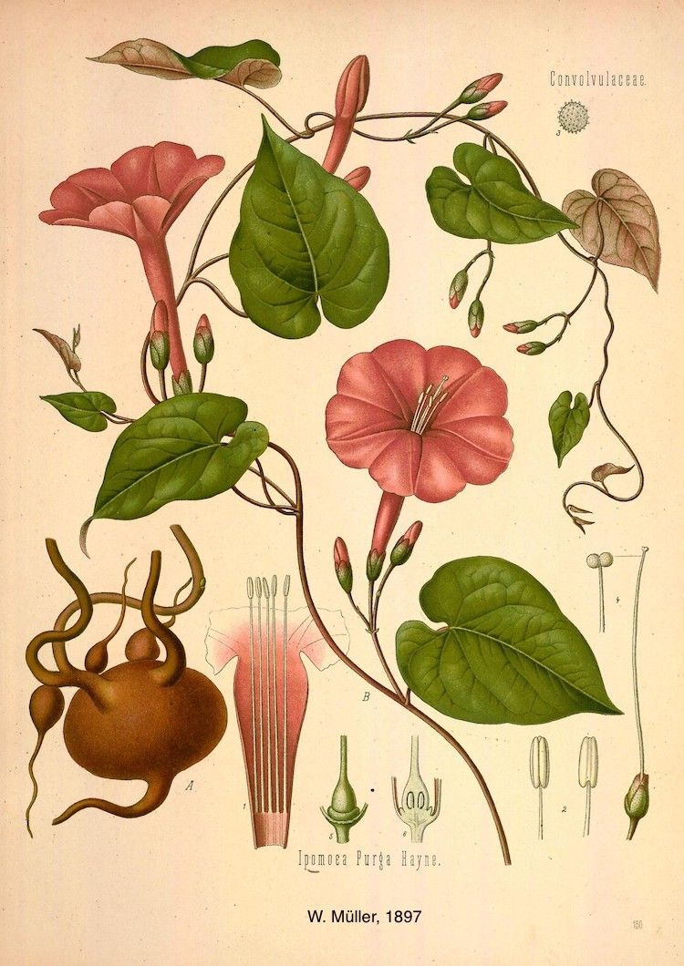 Jalapa