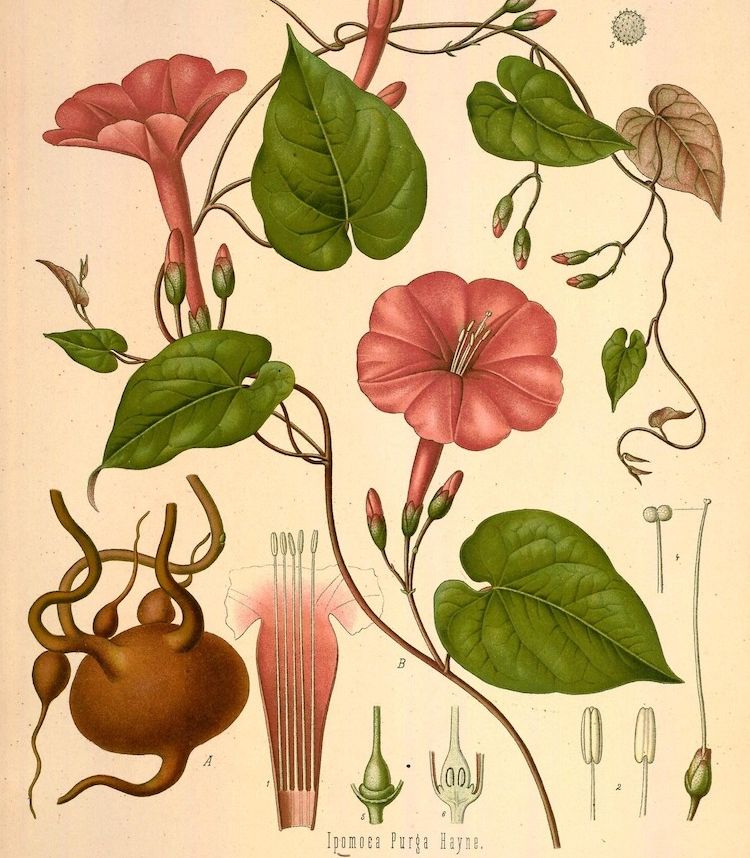 Jalapa