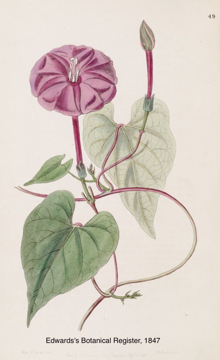 Jalapa