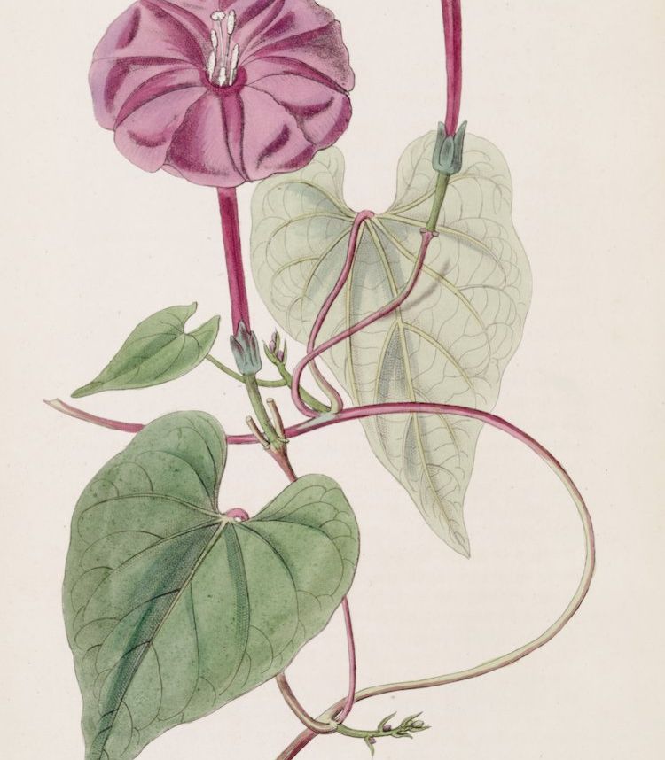 Jalapa