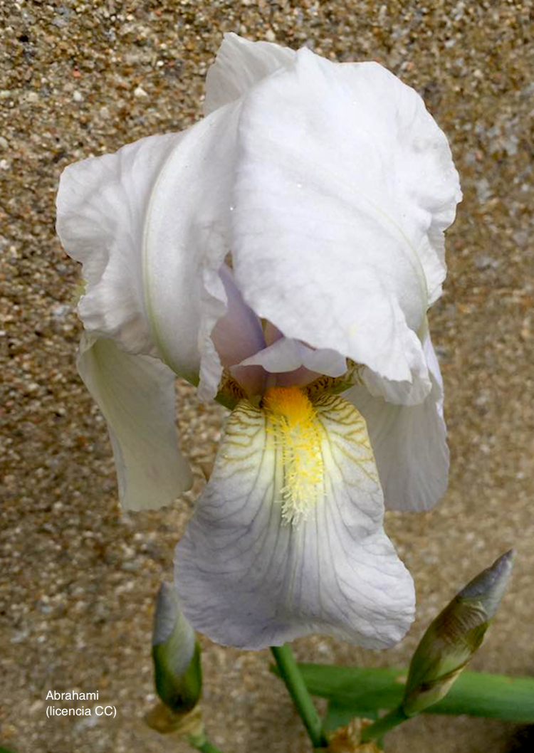 <i>Iris florentina</i>