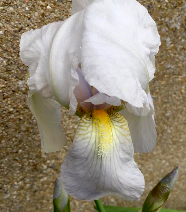 <i>Iris florentina</i>