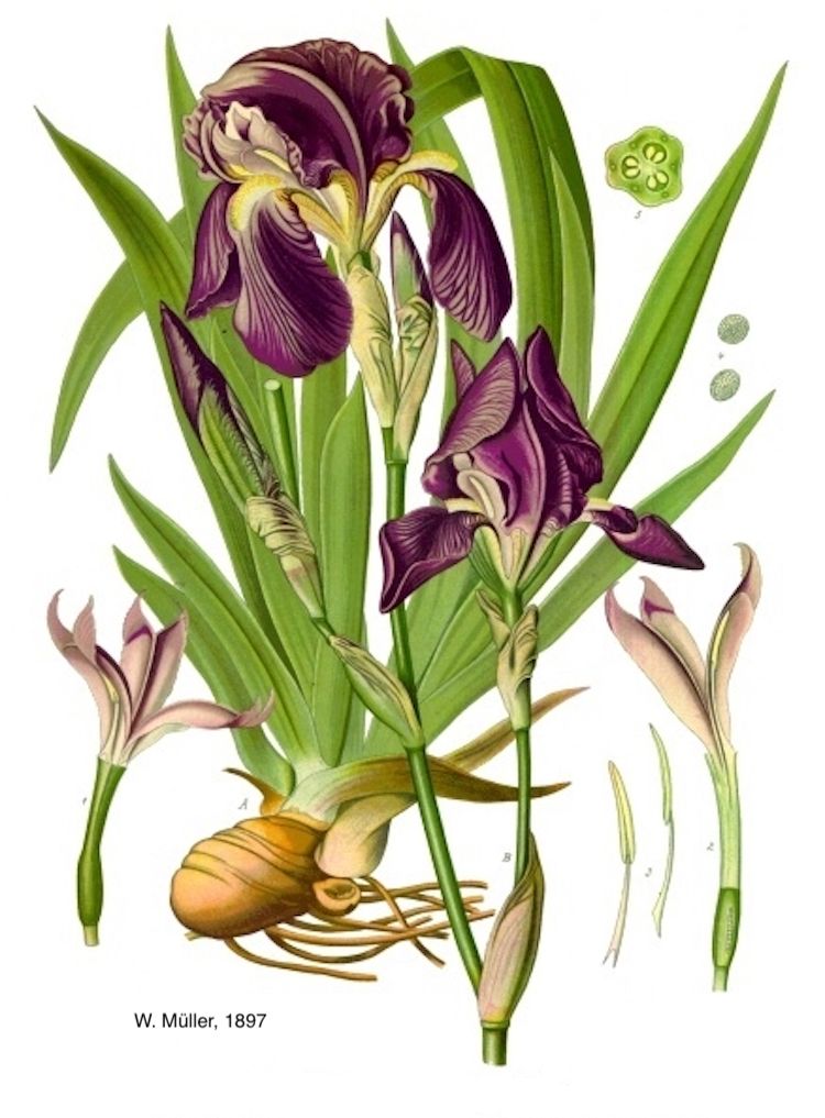 <i>Iris x germanica</i>