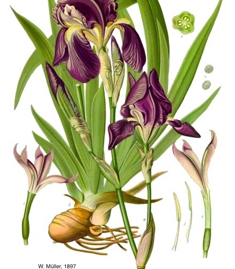 <i>Iris x germanica</i>