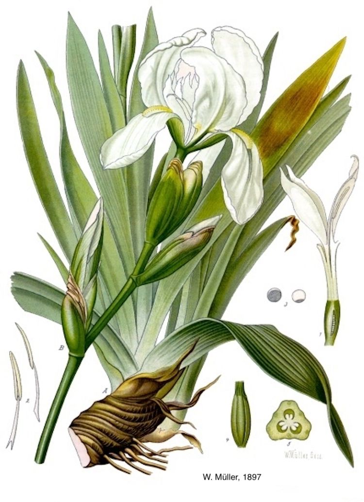 <i>Iris florentina</i>