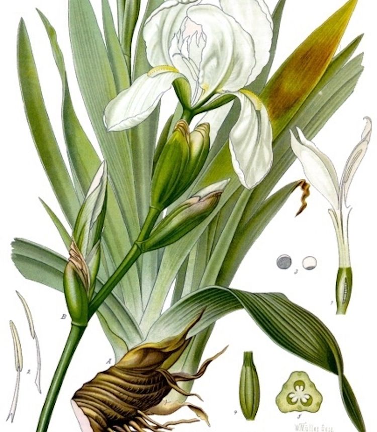 <i>Iris florentina</i>