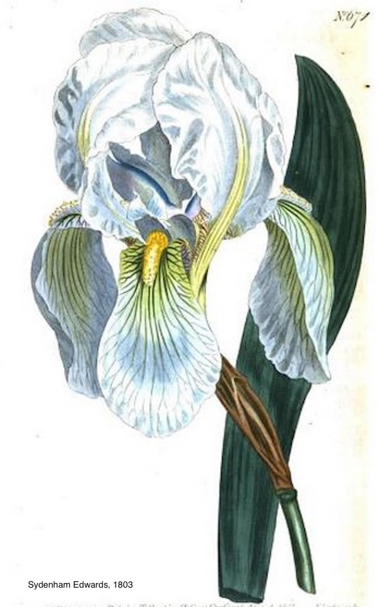 <i>Iris florentina</i>