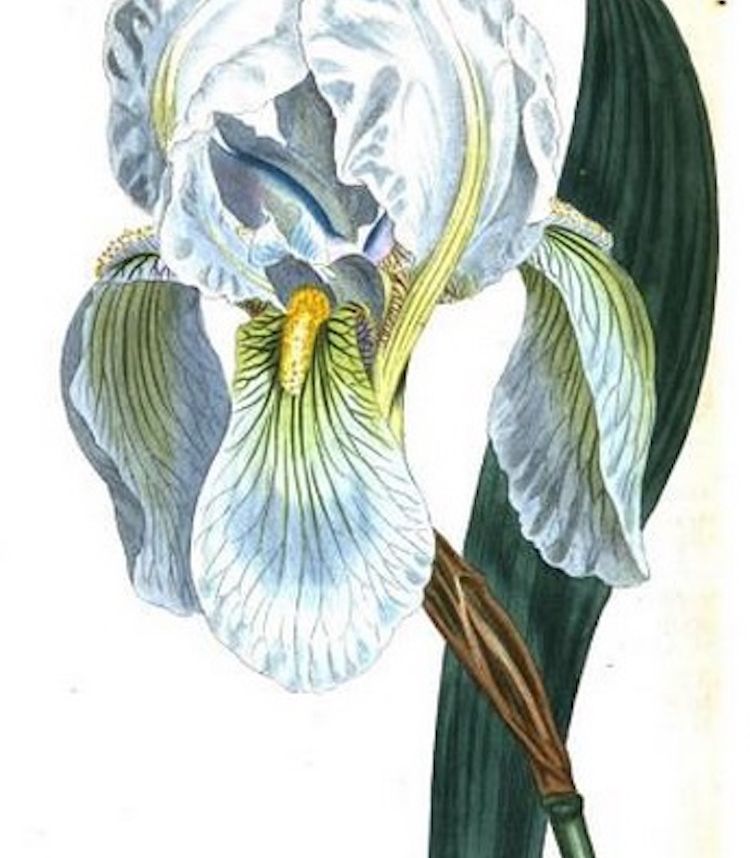 <i>Iris florentina</i>