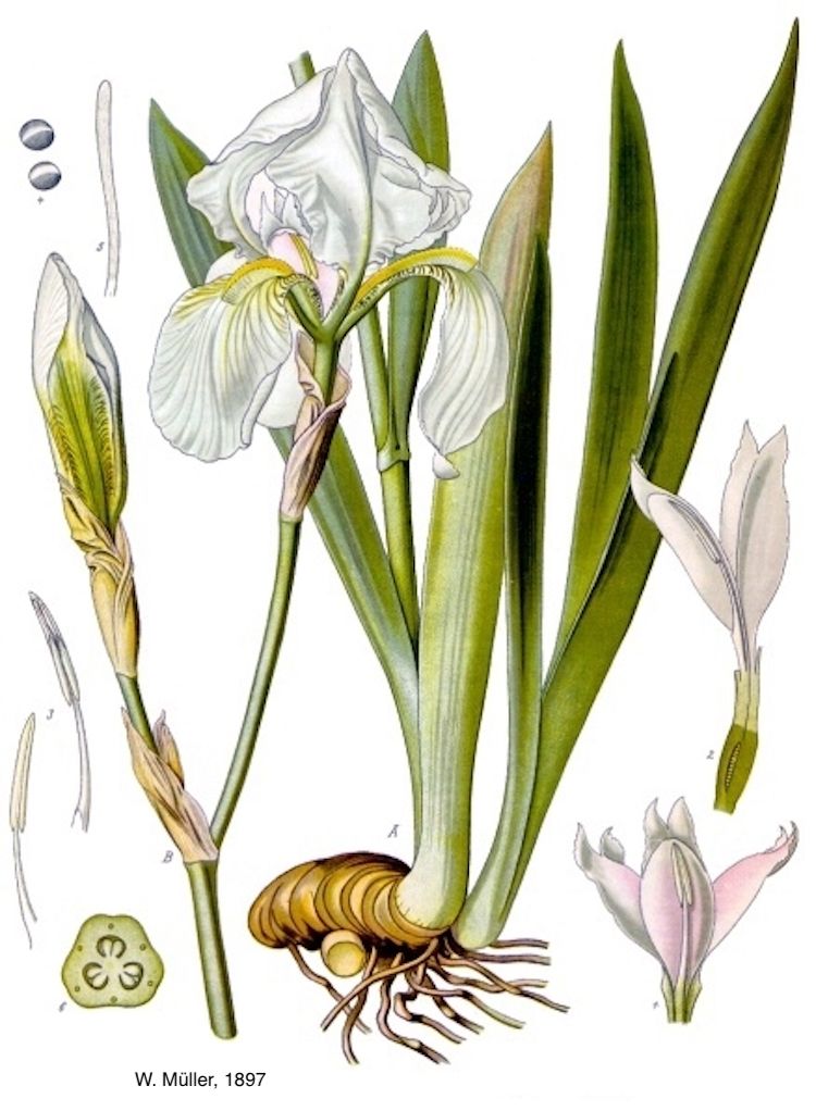 <i>Iris pallida</i>