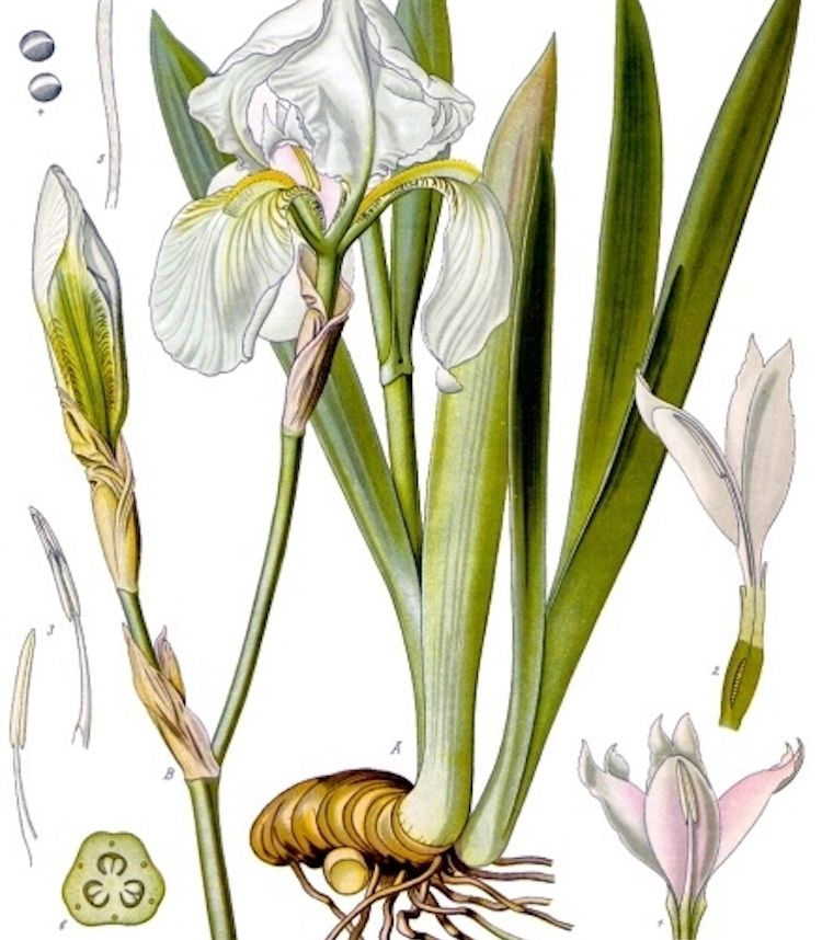 <i>Iris pallida</i>