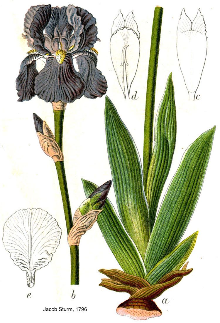 <i>Iris pallida</i>