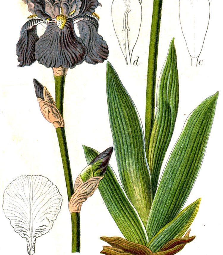 <i>Iris pallida</i>