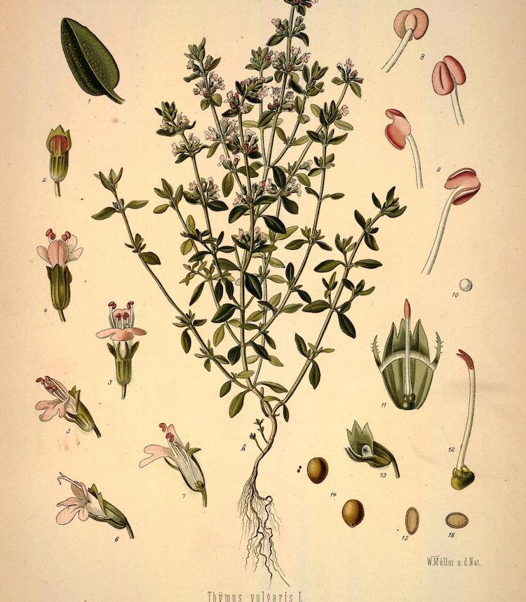 <i>Thymus vulgaris</i>