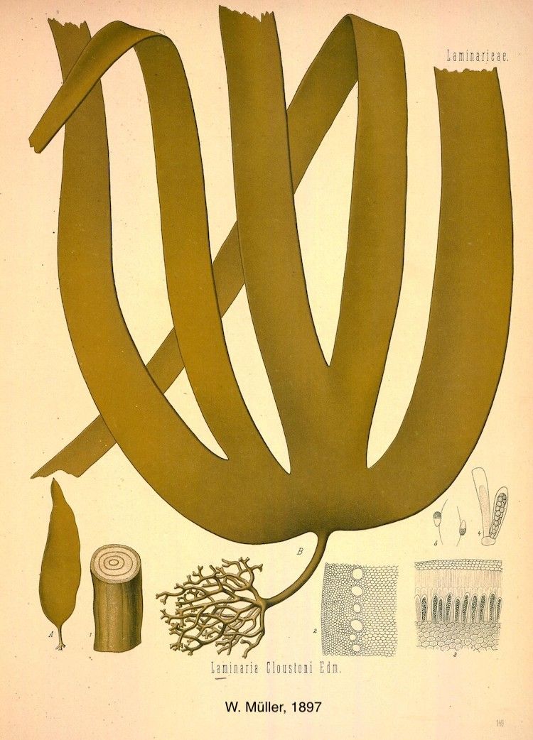 <i>Laminaria cloustonii</i>