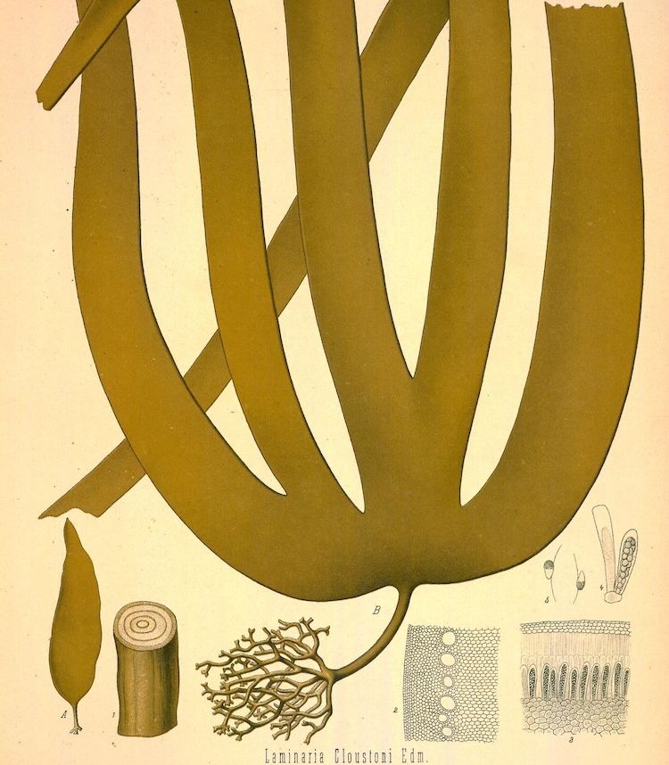 <i>Laminaria cloustonii</i>