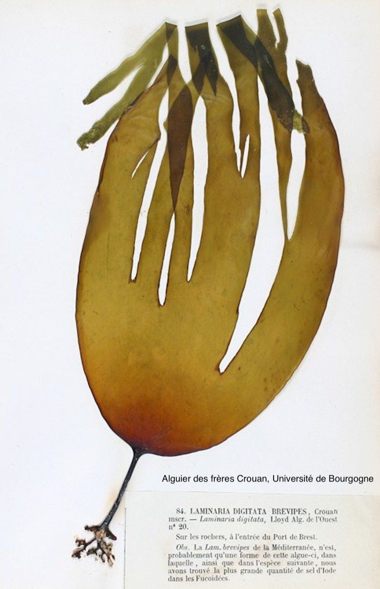 <i>Laminaria digitata</i>