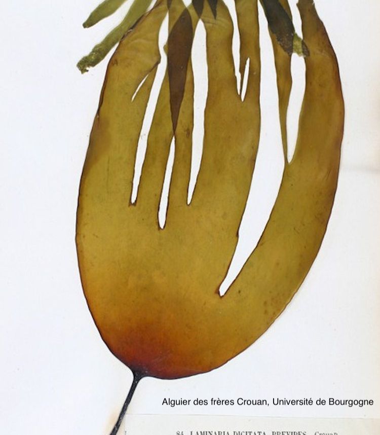 <i>Laminaria digitata</i>