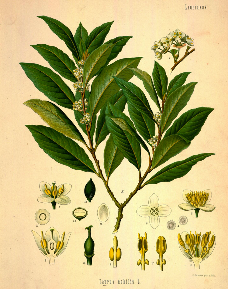 Laurel