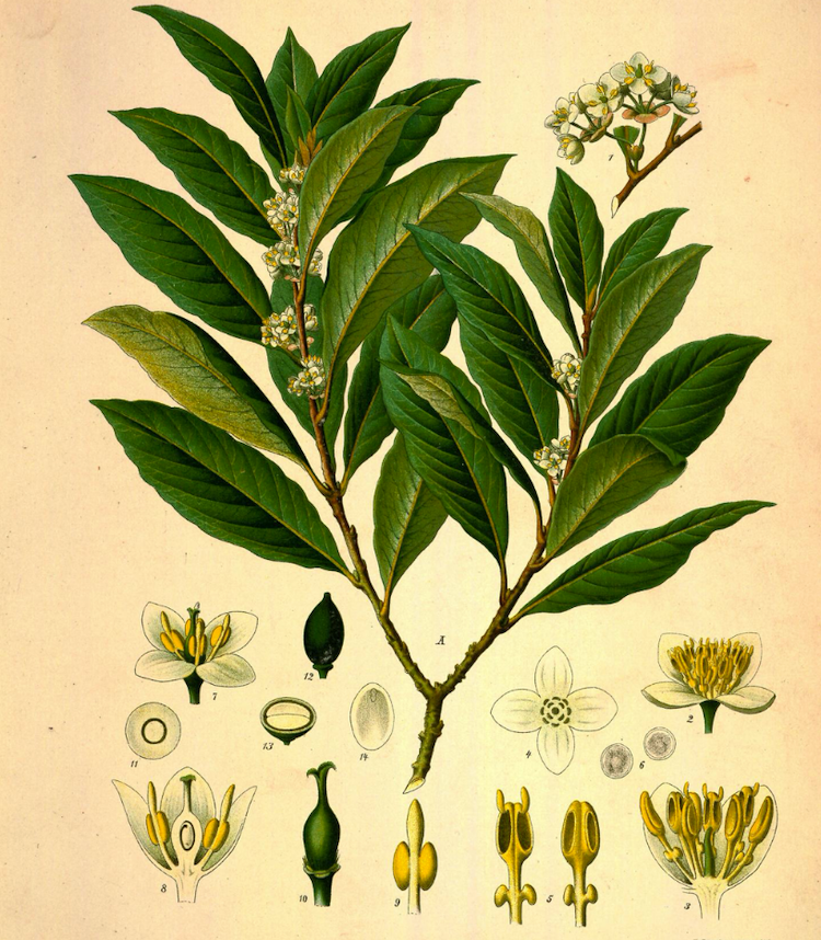 Laurel