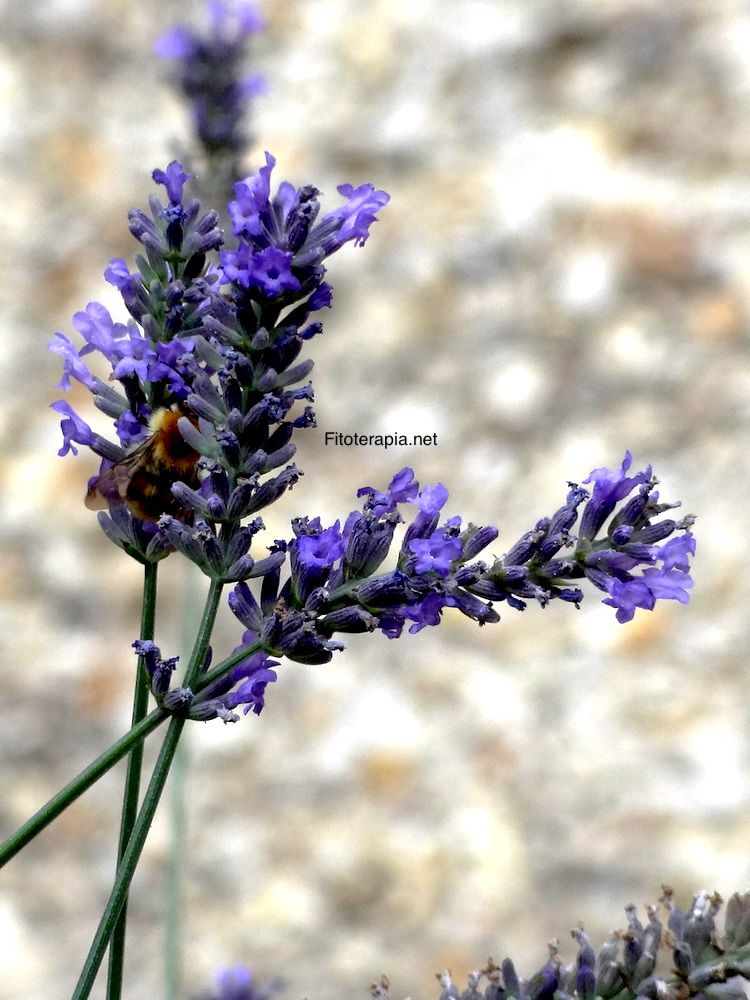 Lavanda