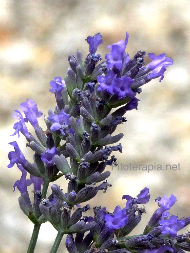 Lavanda