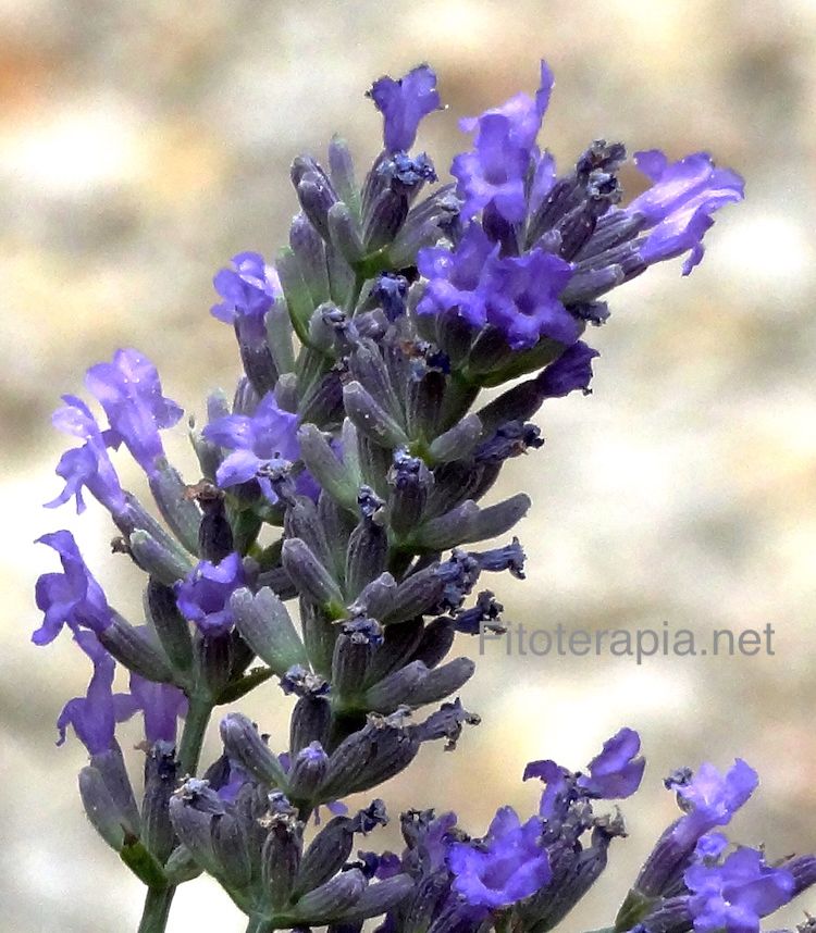 Lavanda