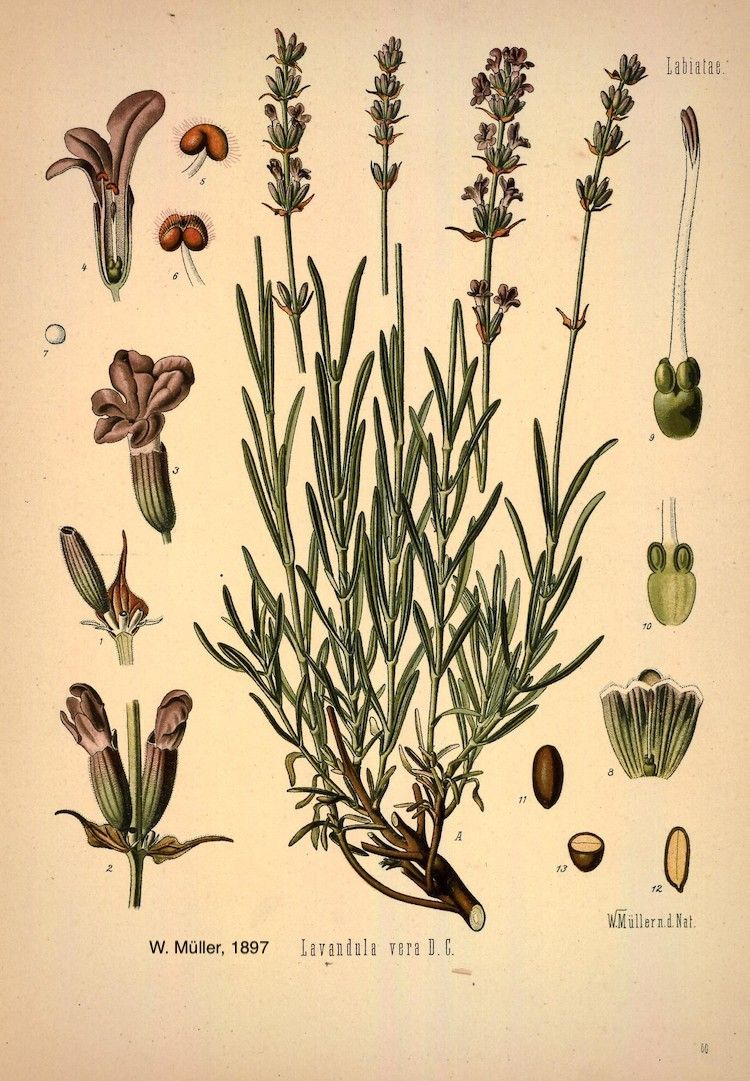 Lavanda