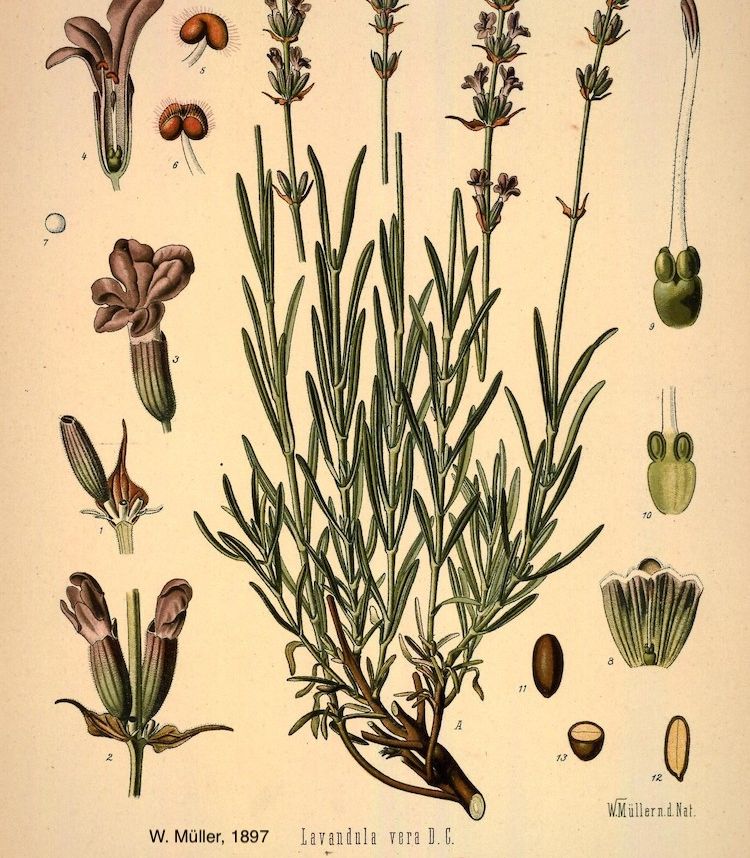 Lavanda