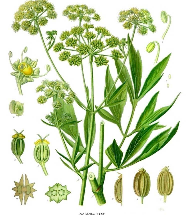 Levístico