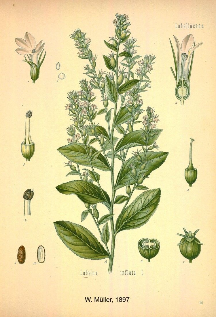 Lobelia