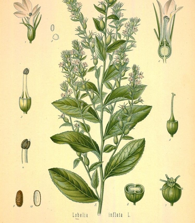 Lobelia