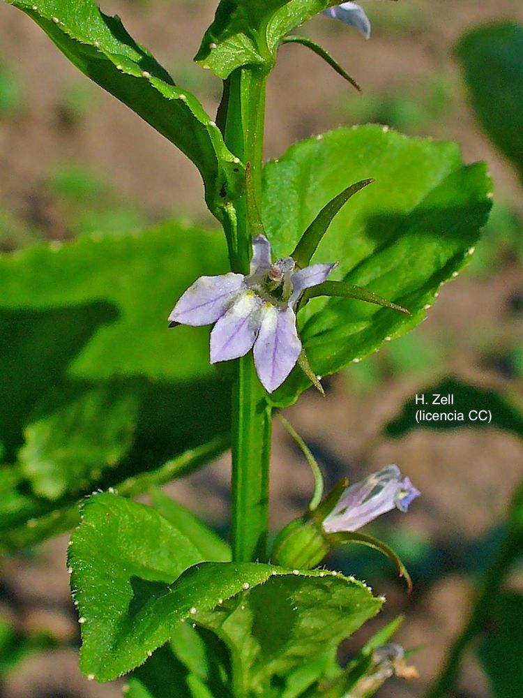 Lobelia