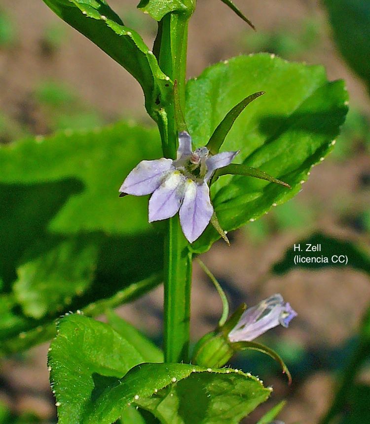 Lobelia