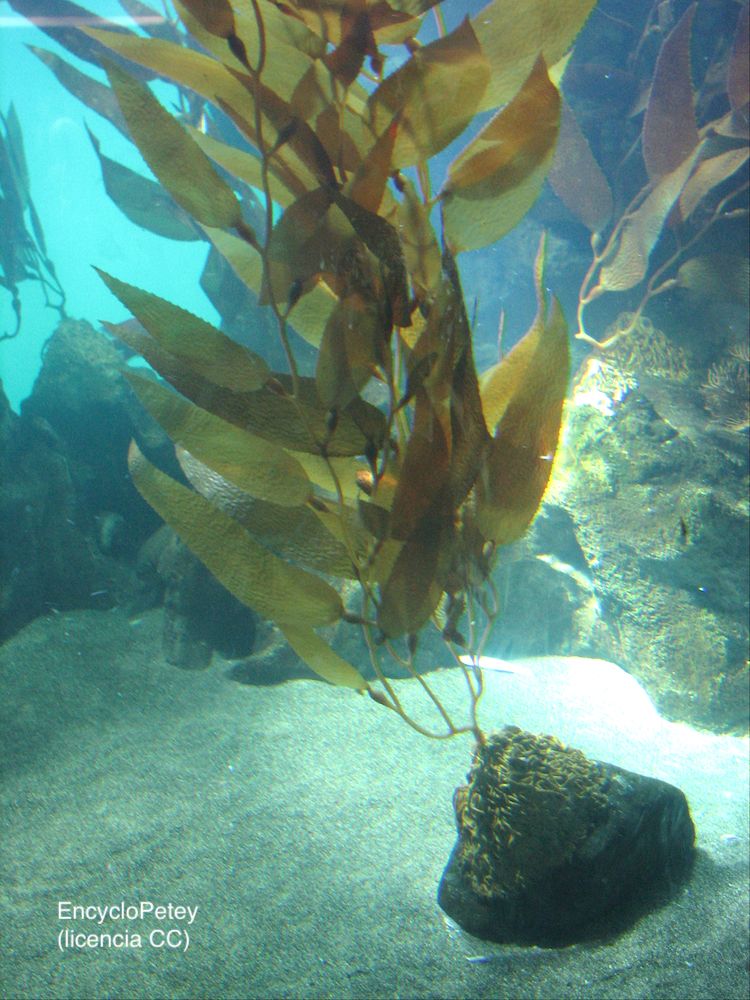 <i>Macrocystis pyrifera</i>