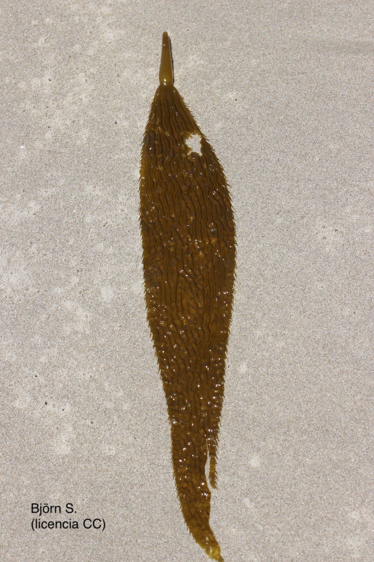 <i>Macrocystis pyrifera</i>