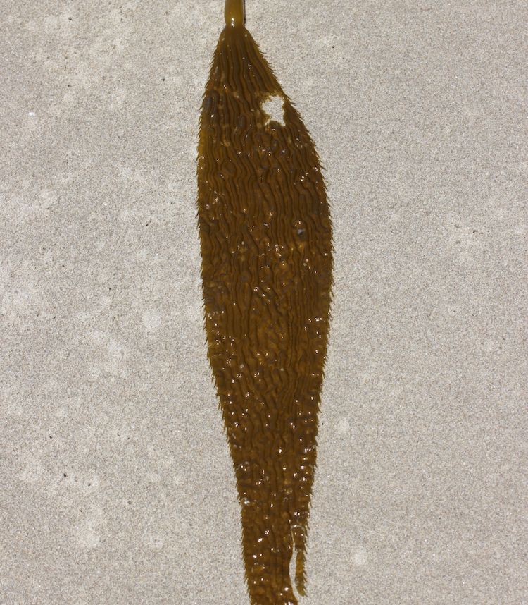 <i>Macrocystis pyrifera</i>