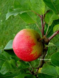Protección de la mucosa gástrica por extractos de manzana
