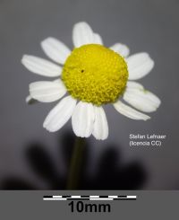 Plantas Medicinales para tratar problemas gastrointestinales