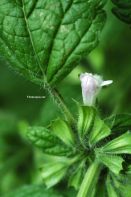 STW 5-II (Iberogast Advance)