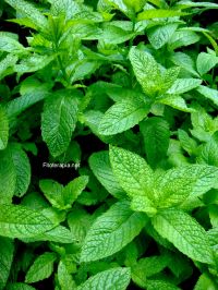 Revisión de la actividad farmacológica de la menta