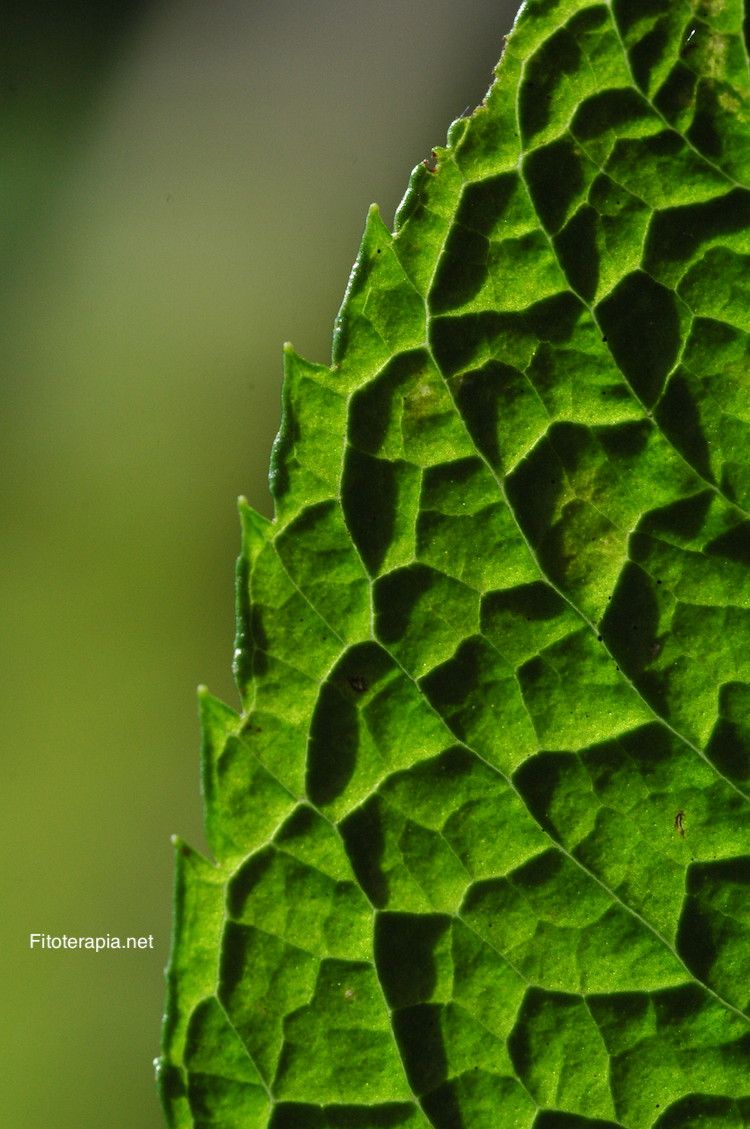 Menta piperita