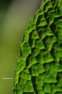 Actualización de conocimientos etnomédicos, fitoquímicos y farmacológicos sobre la menta piperita