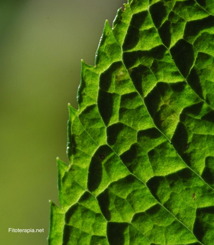 Menta piperita