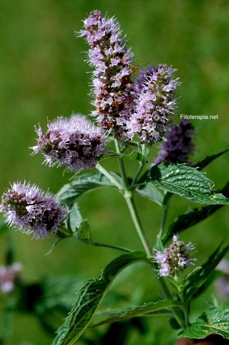 Menta piperita