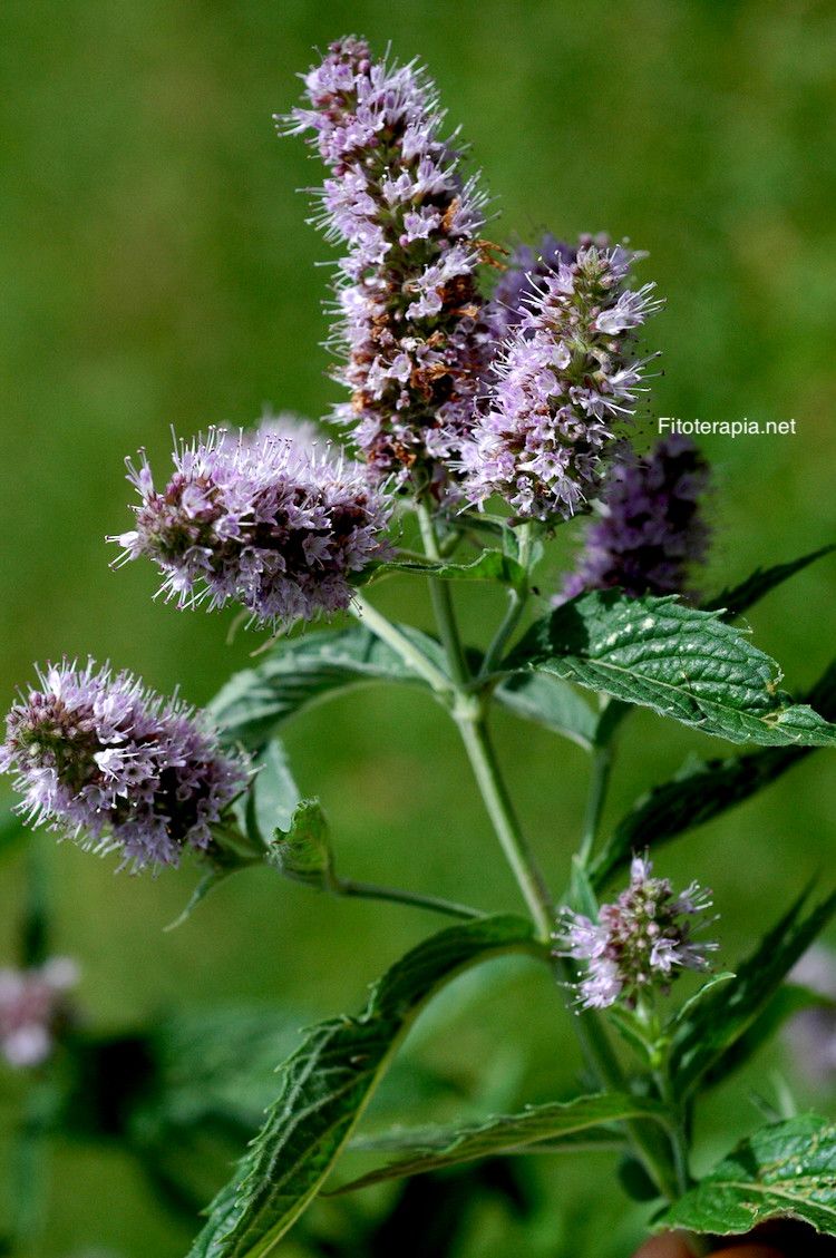 Menta piperita