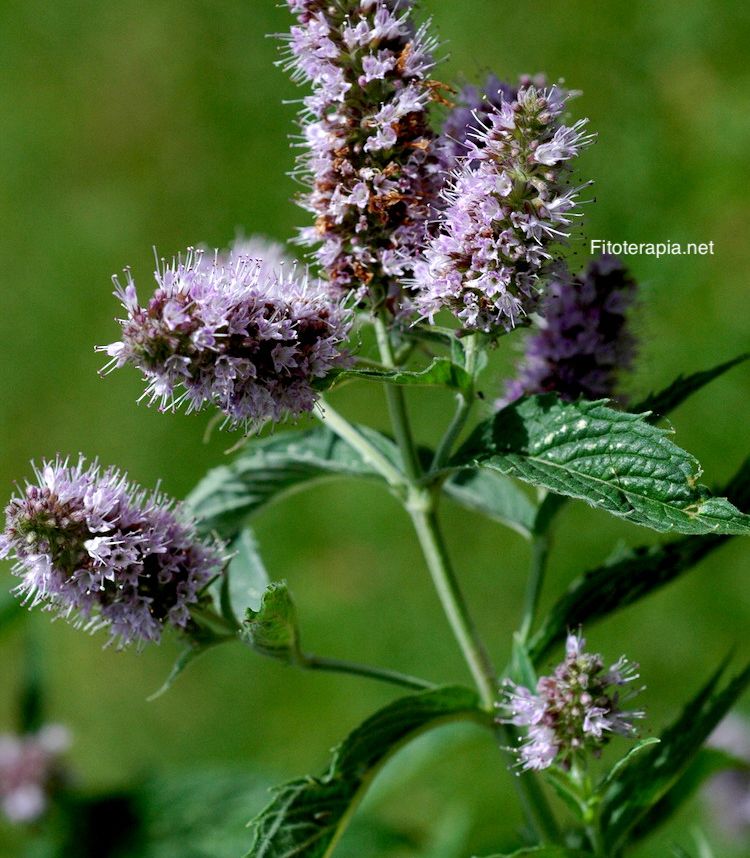 Menta piperita
