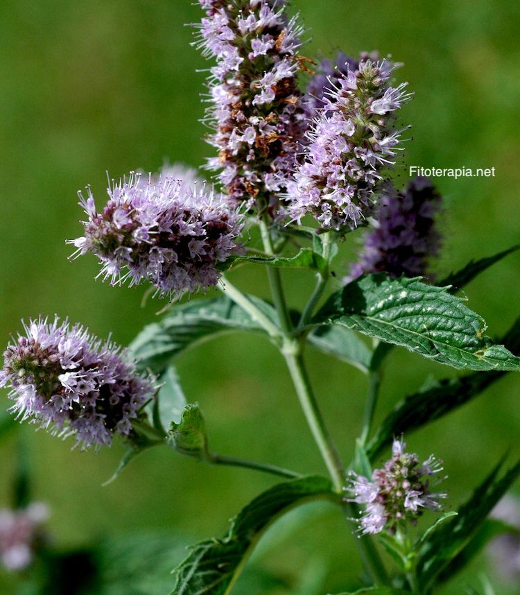 Menta piperita